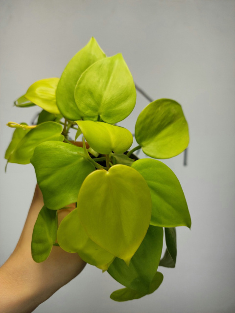 Philodendron Scandens Lemon Lime | 10-15cm