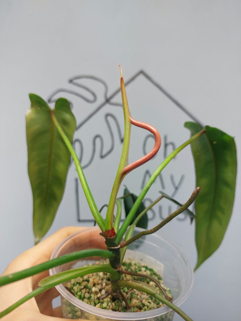 Philodendron Spiritus Sancti | Sadzonka 4 | 25cm