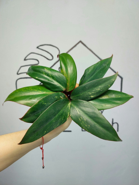 Philodendron Strawberry Shake | Pędówka Philodendron Strawberry Shake | Pędówka