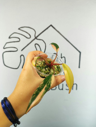 Philodendron Strawberry Shake | Sadzonka 24 | 10cm