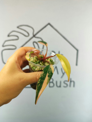 Philodendron Strawberry Shake | Sadzonka 24 | 10cm