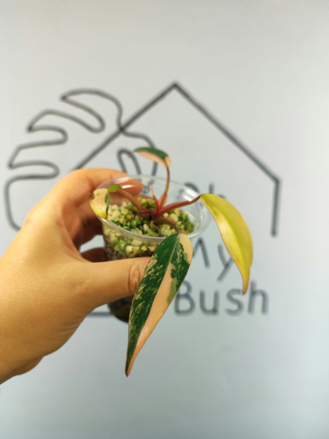 Philodendron Strawberry Shake | Sadzonka 24 | 10cm Philodendron Strawberry Shake | Sadzonka 24 | 10cm