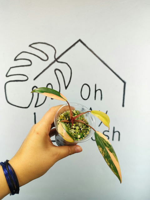 Philodendron Strawberry Shake | Sadzonka 24 | 10cm Philodendron Strawberry Shake | Sadzonka 24 | 10cm
