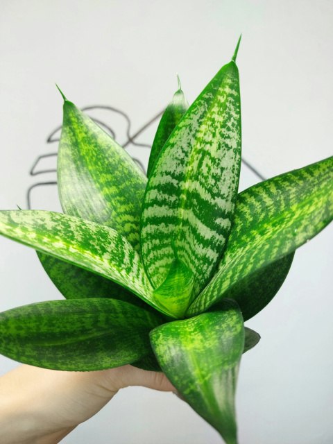 Sansevieria Hahnii | 25-30cm