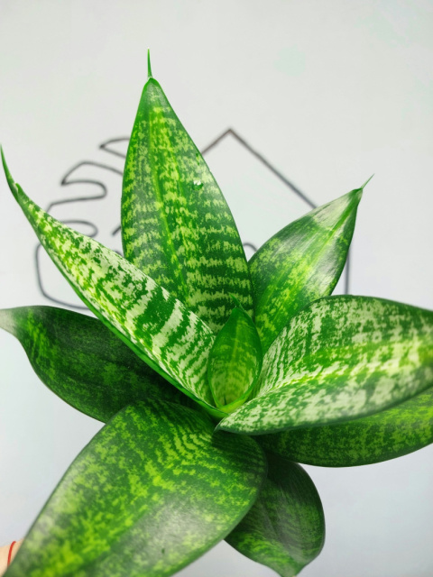 Sansevieria Hahnii | 25-30cm