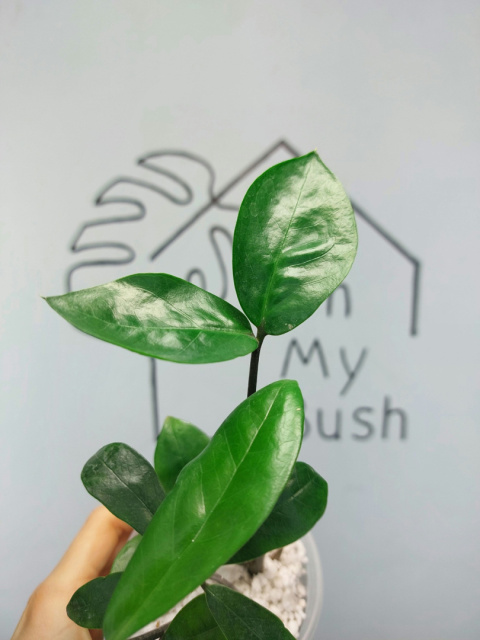 Zamioculcas Zamiifolia | Zamiokulkas | 30-35cm