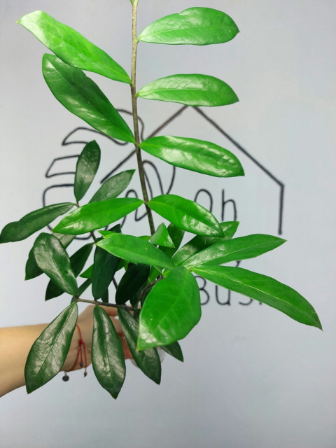 Zamioculcas Zamiifolia | Zamiokulkas | 50-60cm