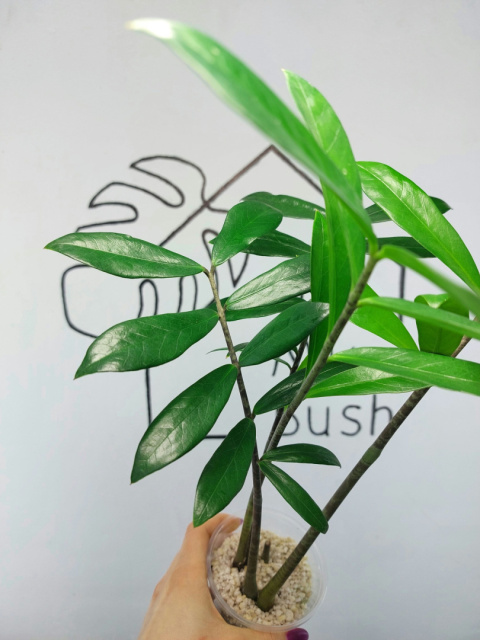 Zamioculcas Zamiifolia | Zamiokulkas | 50-60cm