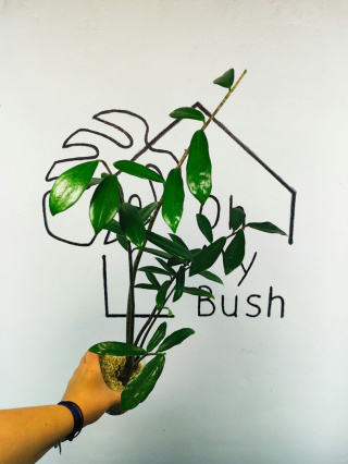 Zamioculcas Zamiifolia | Zamiokulkas | 50-60cm