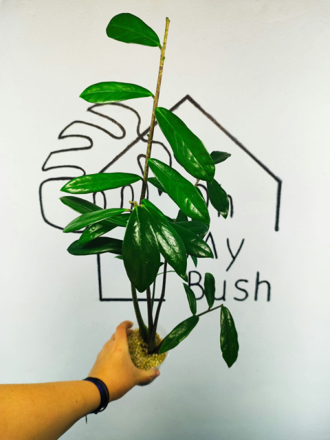 Zamioculcas Zamiifolia | Zamiokulkas | 50-60cm Zamioculcas Zamiifolia | Zamiokulkas | 50-60cm