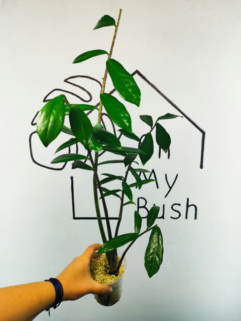 Zamioculcas Zamiifolia | Zamiokulkas | 50-60cm Zamioculcas Zamiifolia | Zamiokulkas | 50-60cm