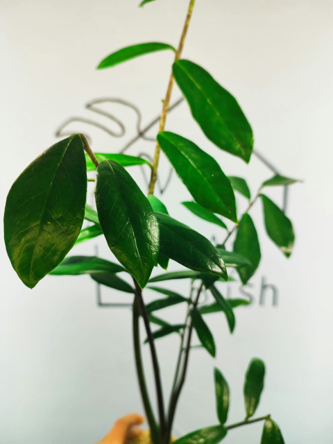 Zamioculcas Zamiifolia | Zamiokulkas | 50-60cm Zamioculcas Zamiifolia | Zamiokulkas | 50-60cm