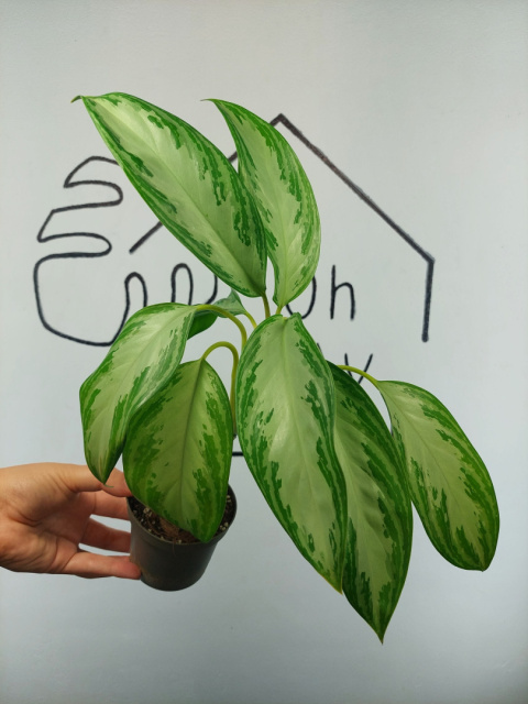 Aglaonema Silver Bay | 40-45cm Aglaonema Silver Bay | 40-45cm