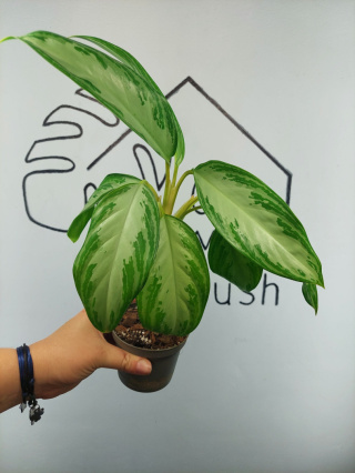 Aglaonema Silver Bay | 40-45cm
