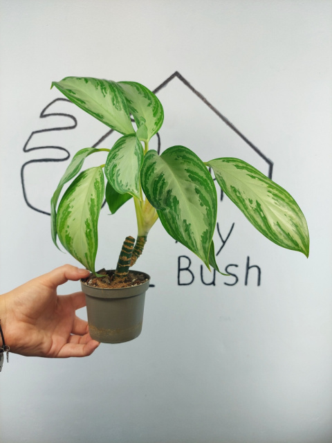 Aglaonema Silver Bay | 40-45cm Aglaonema Silver Bay | 40-45cm