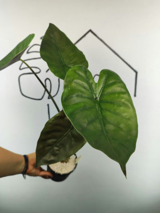 Alocasia Wentii | 50-55cm