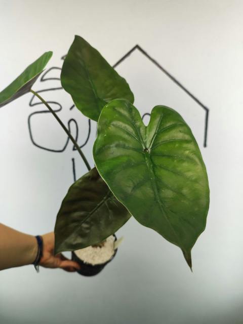 Alocasia Wentii | 50-55cm Alocasia Wentii | 50-55cm