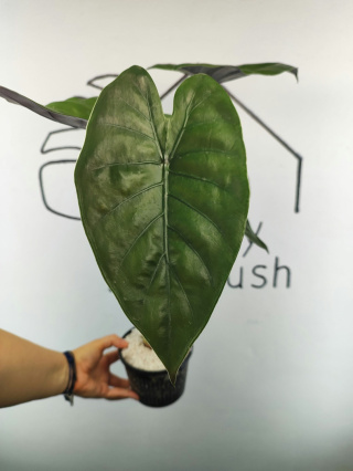 Alocasia Wentii | 50-55cm