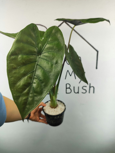 Alocasia Wentii | 50-55cm Alocasia Wentii | 50-55cm