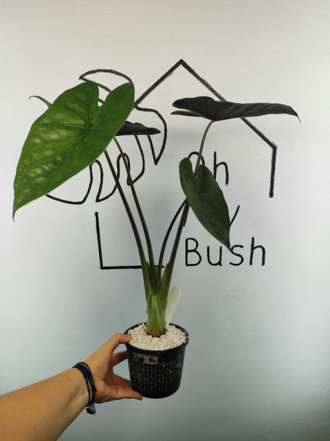 Alocasia Wentii | 50-55cm Alocasia Wentii | 50-55cm
