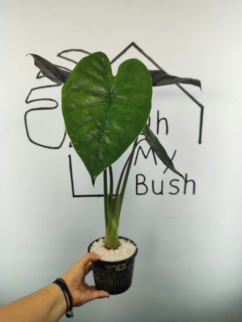 Alocasia Wentii | 50-55cm Alocasia Wentii | 50-55cm
