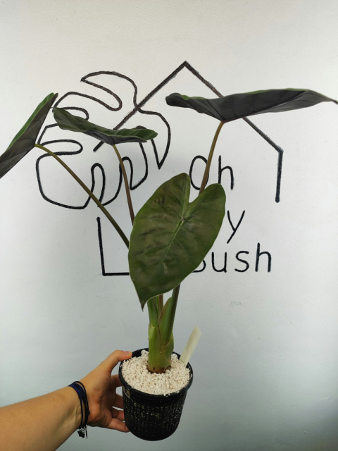 Alocasia Wentii | 50-55cm