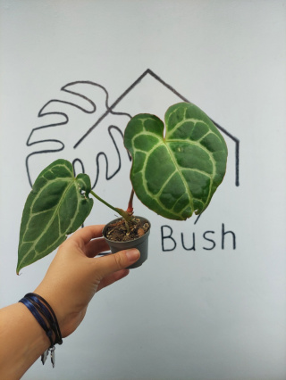 Anthurium Crystallinum | 15-20cm