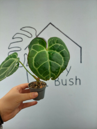 Anthurium Crystallinum | 15-20cm