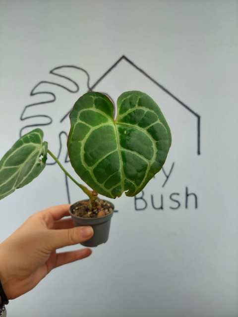 Anthurium Crystallinum | 15-20cm Anthurium Crystallinum | 15-20cm