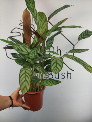 Calathea Oppenheimiana | 65-70cm