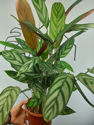 Calathea Oppenheimiana | 65-70cm