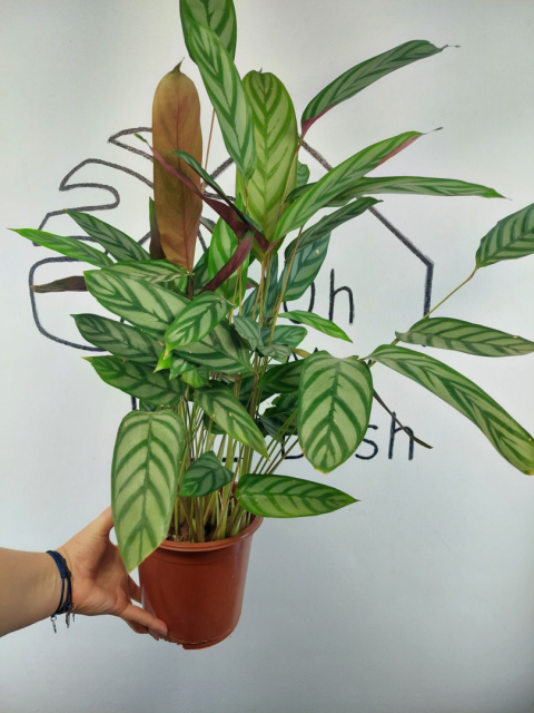 Calathea Oppenheimiana | 65-70cm Calathea Oppenheimiana | 65-70cm