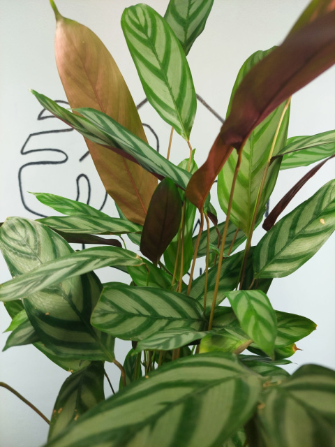 Calathea Oppenheimiana | 65-70cm Calathea Oppenheimiana | 65-70cm