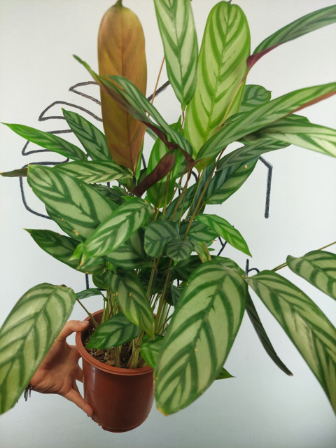 Calathea Oppenheimiana | 65-70cm Calathea Oppenheimiana | 65-70cm