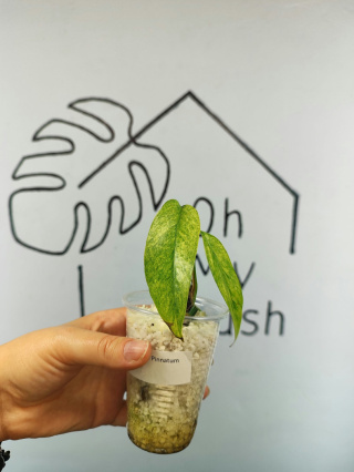 Epipremnum Pinnatum Mint | 15-20cm