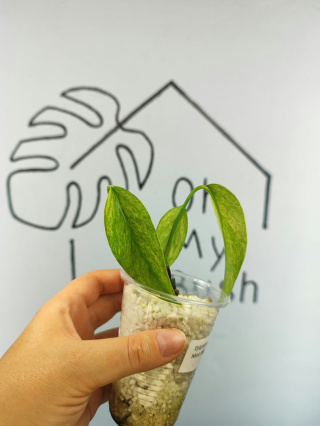 Epipremnum Pinnatum Mint | 15-20cm