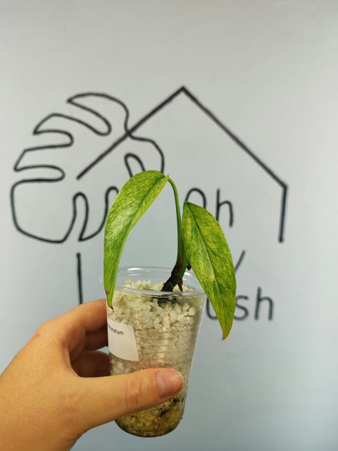 Epipremnum Pinnatum Mint | 15-20cm Epipremnum Pinnatum Mint | 15-20cm