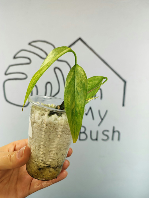 Epipremnum Pinnatum Mint | 15-20cm Epipremnum Pinnatum Mint | 15-20cm