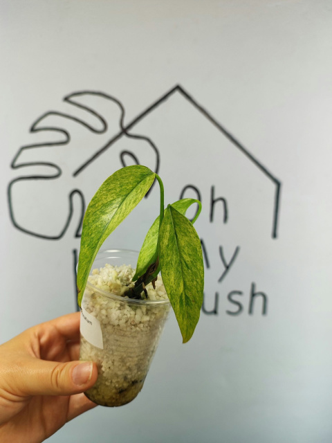 Epipremnum Pinnatum Mint | 15-20cm Epipremnum Pinnatum Mint | 15-20cm