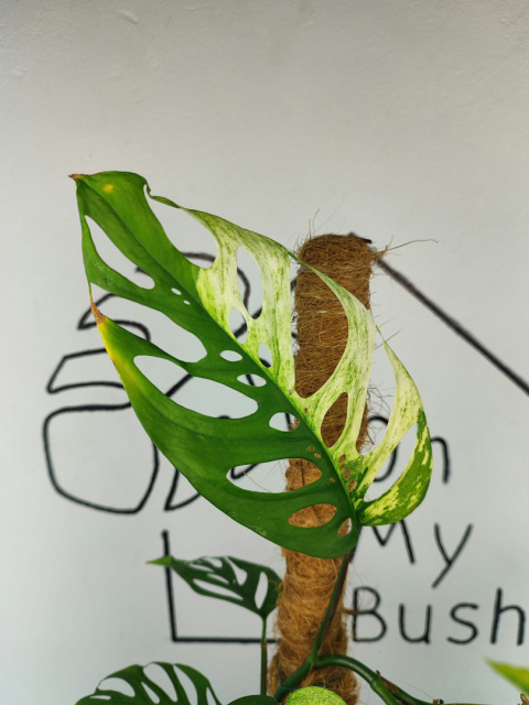 Monstera Acuminata Variegata | Pędówka XL