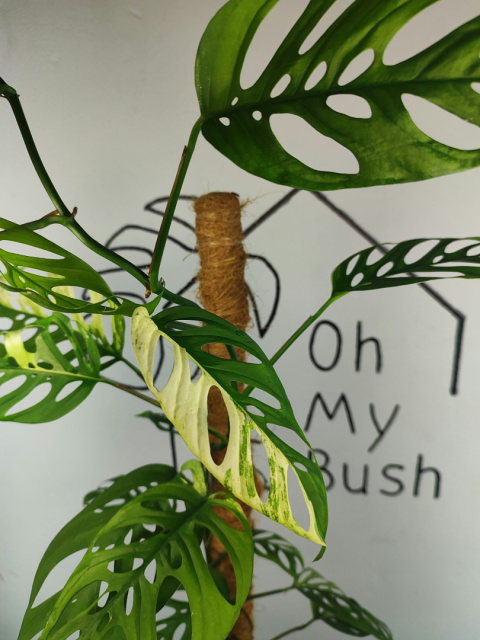 Monstera Acuminata Variegata | Pędówka XL