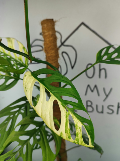 Monstera Acuminata Variegata | Pędówka XL