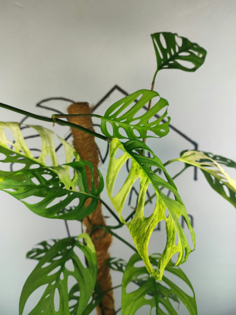 Monstera Acuminata Variegata | Pędówka XL