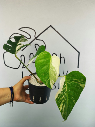 Monstera Albo Variegata | Sadzonka 3 | 35cm