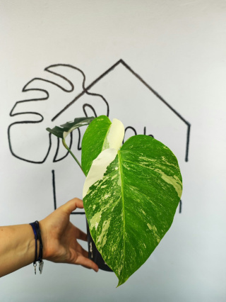 Monstera Albo Variegata | Sadzonka 3 | 35cm
