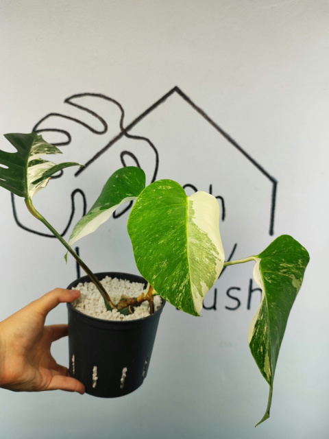 Monstera Albo Variegata | Sadzonka 3 | 35cm Monstera Albo Variegata | Sadzonka 3 | 35cm