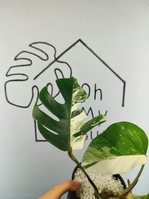 Monstera Albo Variegata | Sadzonka 3 | 35cm Monstera Albo Variegata | Sadzonka 3 | 35cm