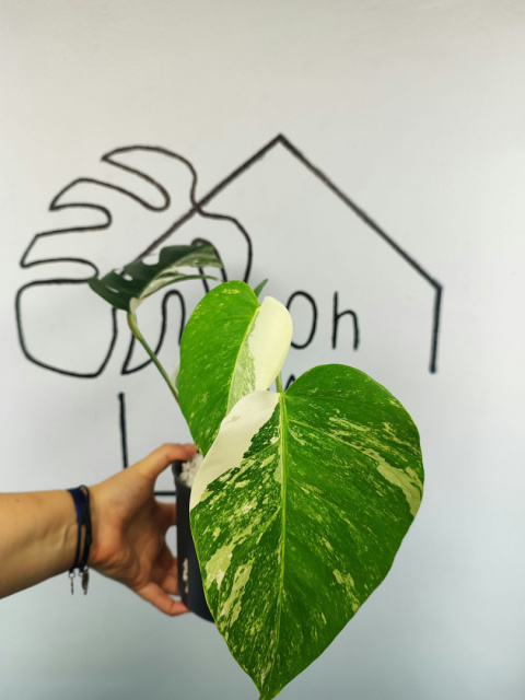 Monstera Albo Variegata | Sadzonka 3 | 35cm Monstera Albo Variegata | Sadzonka 3 | 35cm