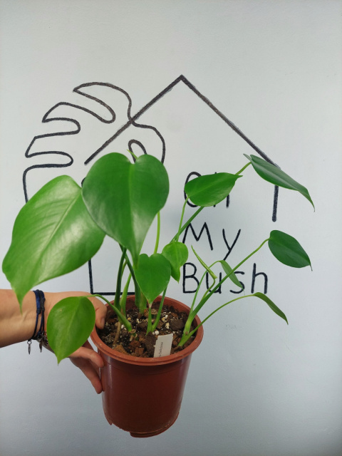 Monstera Deliciosa | 40-45cm Monstera Deliciosa | 40-45cm