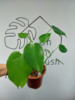 Monstera Deliciosa | 40-45cm